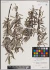 Foto von Salix eleagnos Scop.